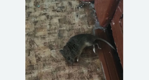 Дезинфекция от мышей в Кувандыке