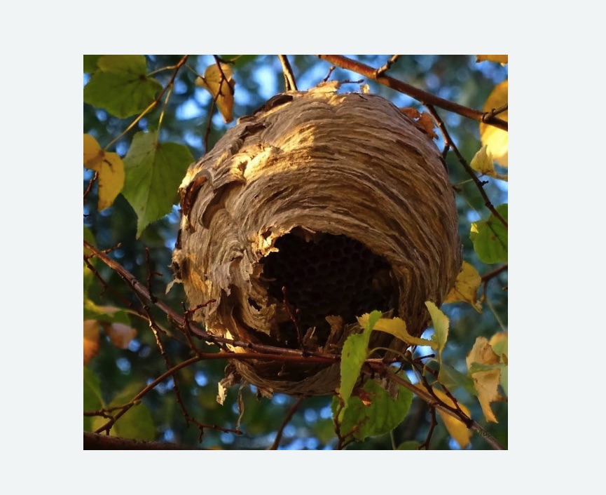 Обработка от шершней в Кувандыке