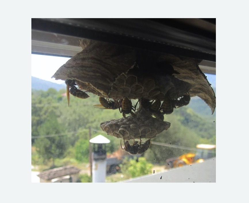 Уничтожение гнёзд шершней в Кувандыке