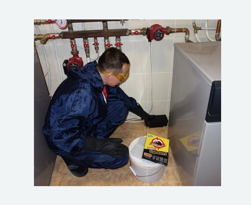 Уничтожение крыс в Кувандыке