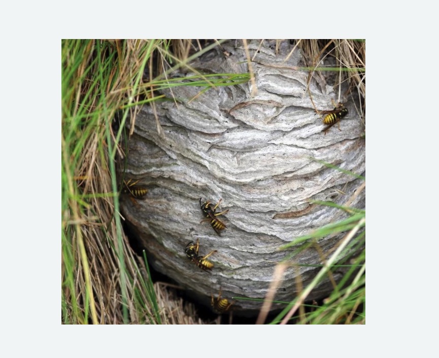 Уничтожение ос и ульев в Кувандыке